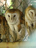 CGL2263 Tyto furcata.jpg