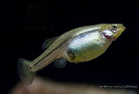 IMDOC2302 Skiffia bilineata.jpg