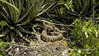 MN6F0197 Crotalus molossus.jpg