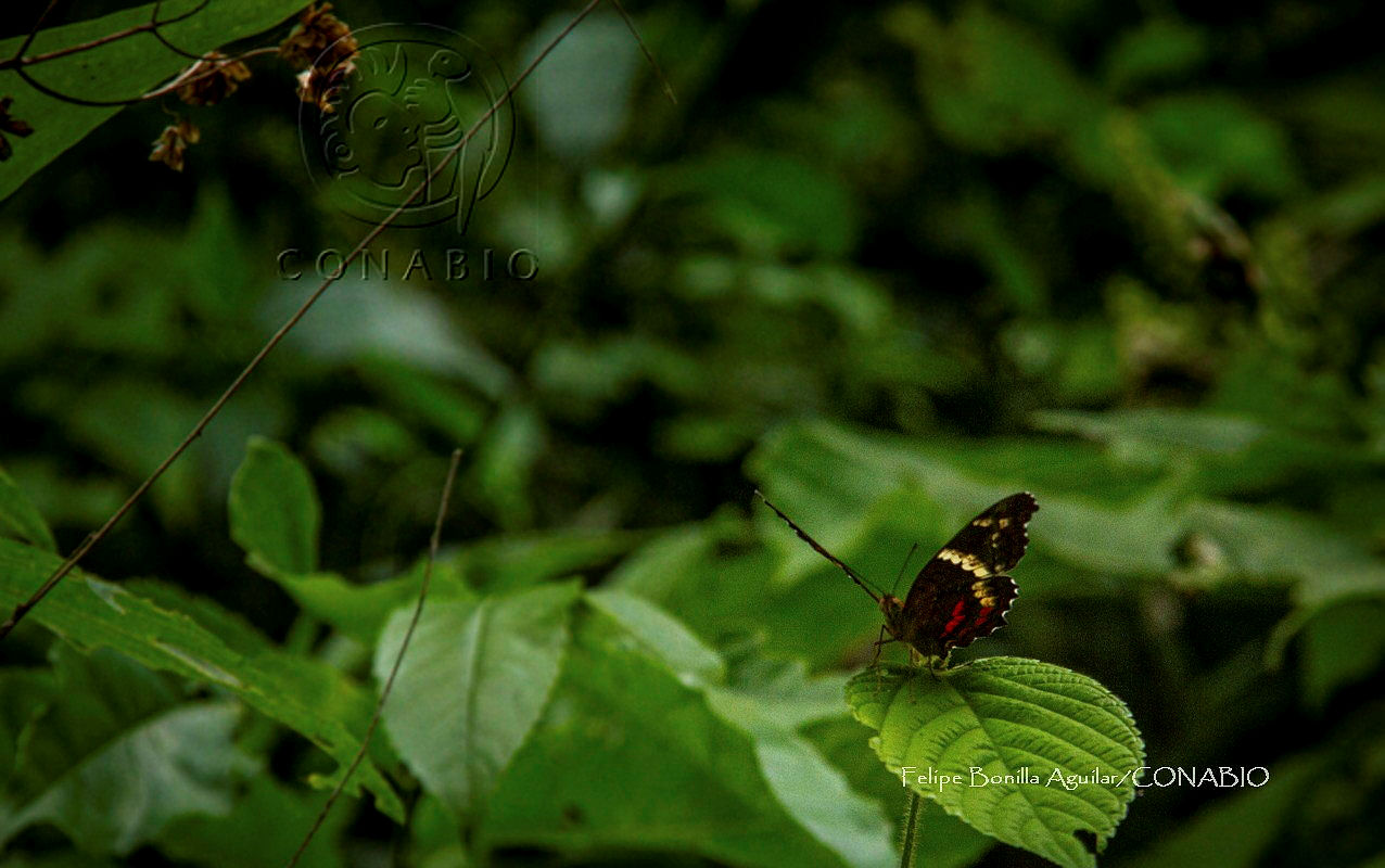 FBA1242%20Anartia%20fatima.jpg.jSfmvvf MTW3PfVjQA3g0JtbmFja29CbnFuZ3NAbXJ6LGtwZwA.M07AT6b2xh