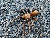 RE009 0053 Aphonopelma pallidum.jpg