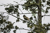 JRRO0083 Melozone fusca.jpg