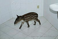 MASM04963 Tapirella bairdii.jpg