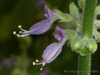 RBB0283 Plectranthus amboinicus.jpg