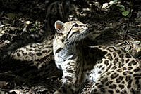 HBB0294 Leopardus pardalis.jpg