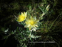 CAGM 0018 Mentzelia multiflora.jpg