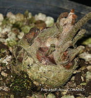 PJB ME014 222 Zamia paucijuga.JPG