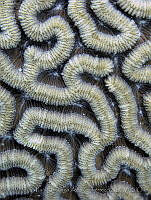 PSAG027 Colpophyllia natans.jpg