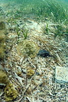 JAO0290 Urobatis jamaicensis.tif