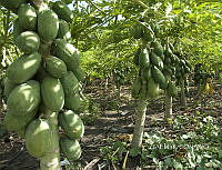 3R 00756 Carica papaya.tif