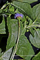 JF078 0012 Ageratum gaumeri.jpg
