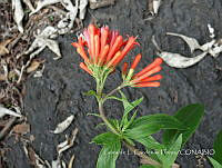 LCF0177 Bouvardia ternifolia.jpg