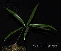 PJB ME014 237 Zamia paucijuga.JPG