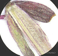 SL2859 Vesalea floribunda.jpg