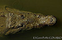 EGP0272 Crocodylus acutus.jpg