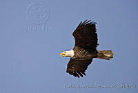 CNS1330 Haliaeetus leucocephalus.jpg