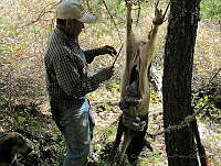 GAAF021 Sus scrofa.jpg