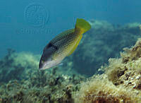 CCK0275 Halichoeres nicholsi.jpg