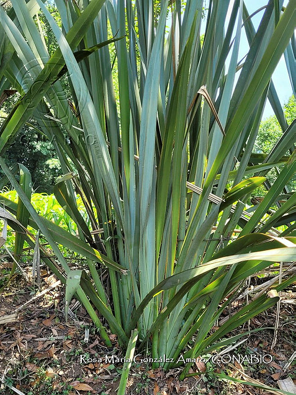SG019%200078%20Phormium%20tenax.jpg.nye61YP0MQmrv6ljQA3g0JtbmFja29CbnFuZ3NAbXJ6LGtwZwA.6OSb0nESff