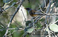 AAKVDH 0493 Turdus rufopalliatus.JPG