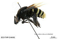 ME006 Abejas 0095 Eulaema meriana (Olivier, 1789).jpg