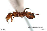 ME006 Hormi 0133 Cephalotes umbraculatus.jpg
