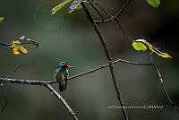 IDG1784 Basilinna leucotis.jpg