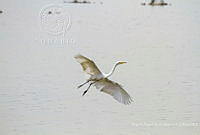 MASM07425 Ardea alba.jpg