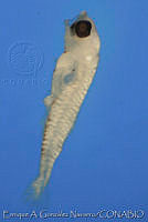 EAGN0221 Thunnus sp..jpg