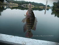 JCS 0001 Mayaheros urophthalmus.jpg
