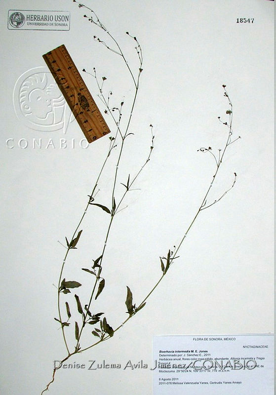 DZAJ141%20Boerhavia%20intermedia.JPG.rifP4OX1MXWhZ3dhQA3g0JtbmFja29CbnFuZ3NAbXJ6LGtwZwA.RSk5iONKr 