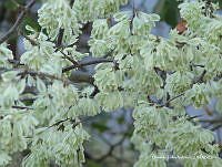 OTVHK040-813 Podopterus.TIF