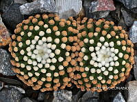 3R 00909 Mammillaria luethyi.tif