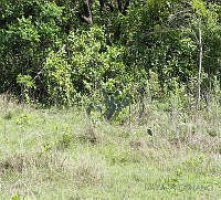 JF08 Opuntia stricta var. dilleni.jpg