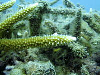 HPE002 Acropora cervicornis.jpg