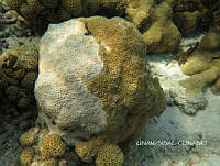 NE018 0461 Palythoa caribaeorum.jpg