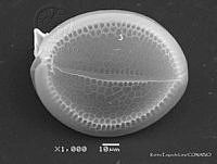 KEL0258 Phalacroma cuneus.JPG
