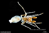 ME006 araña 0005 Sarinda hentzi.jpg