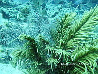 NE018 0337 Antillogorgia.jpg