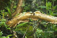3R 01158 Bursera.jpg