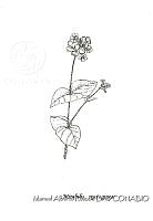 MARL0445 Mirabilis nyctaginea.jpg