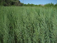 EV03 Tamarix ramosissima.jpg