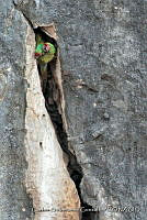 CSGHQ008-127 Ara militaris.jpg