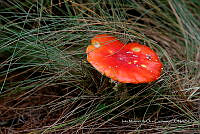 IMDOC Hong 0095 Amanita muscaria.jpg
