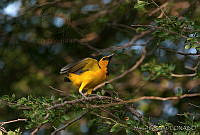 MGaves 1944 Icterus gularis.jpg