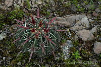 LRP1228 Ferocactus recurvus.jpg