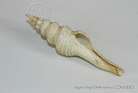 MASM05218 Fusinus couei.jpg