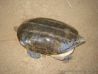RVL0235 Staurotypus salvini.jpg