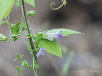 SL0178 Maurandya antirrhiniflora.jpg