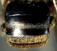 CB_JM_RA0625 Nannotrigona perilampoides.jpg